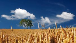 wheat978x555