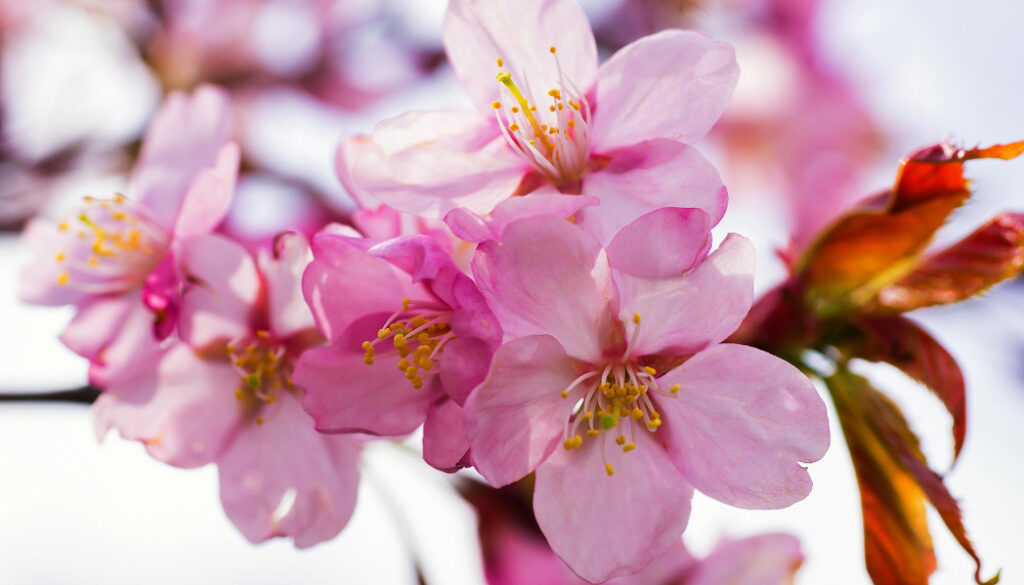 6326-Apple Tree Pink Flower Blossoms