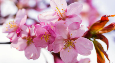 6326-Apple Tree Pink Flower Blossoms